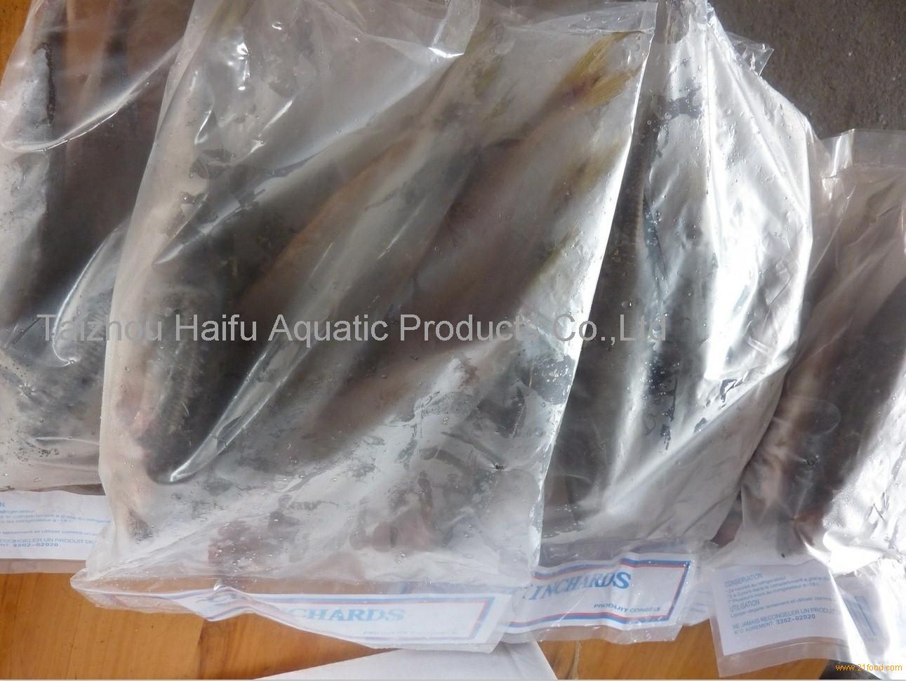 frozen horse mackerel