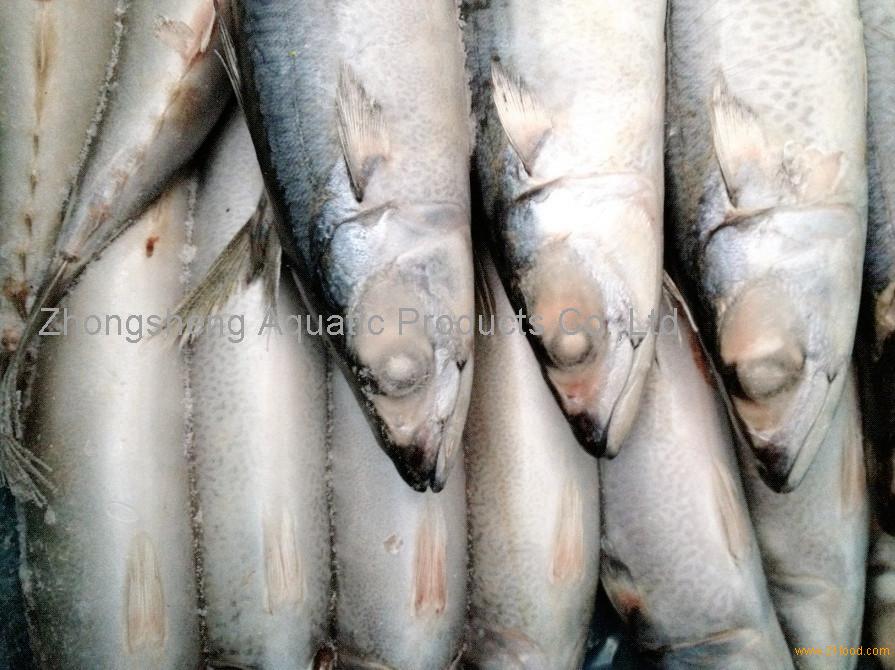 500g mackerel