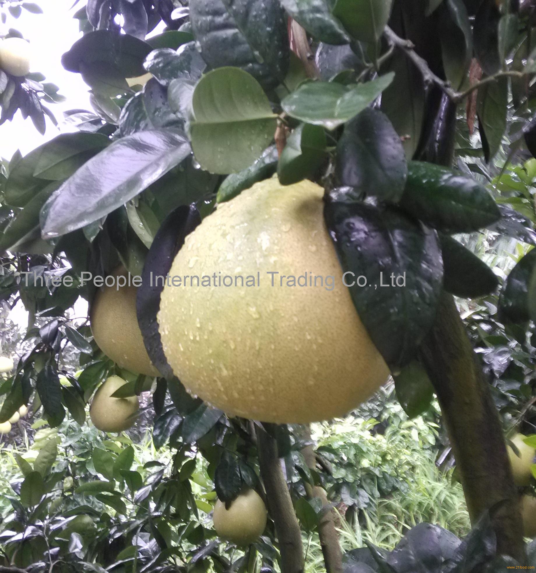 hot sales 2016 New crop Fresh Honey Pomelo, fresh grapefruits, shaddock, honey pummelo, pomelu