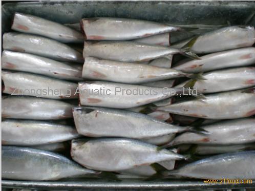 pacific mackerel HGT