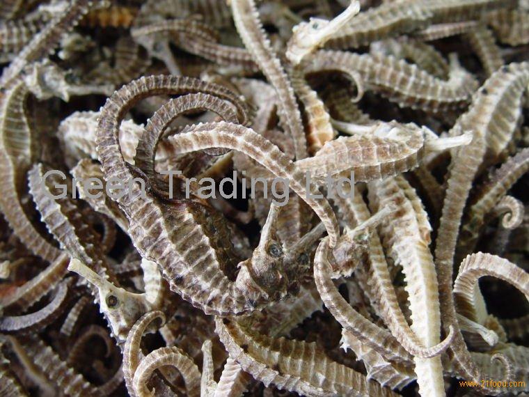Dried Seahorse For Sale products,Germany Dried Seahorse For Sale supplier