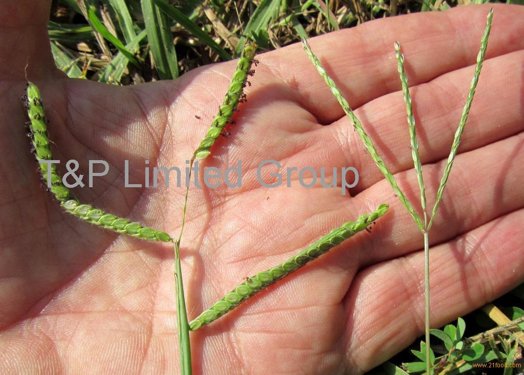 crabgrass seed