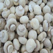 crowntakers agaricus bisporus