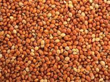 millet seeds dove proso products united states millet millet seeds dove proso products united states millet