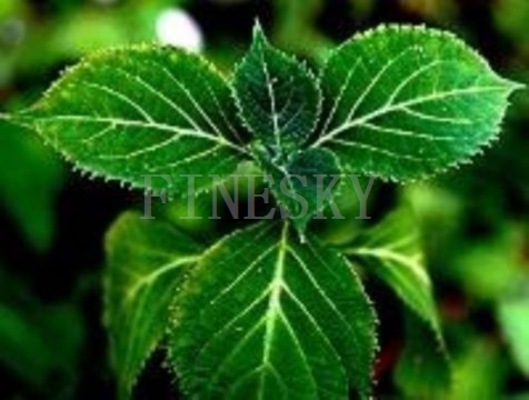 Yohimbe bark extract for curing sexual dysfunction