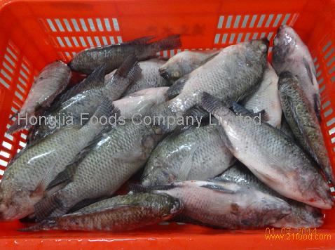 IQF tilapia whole round for West African