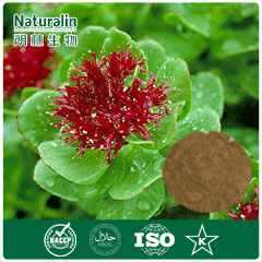 100% natural Rhodiola extract with 5% rosavins/ 3% salidroside by HPLC