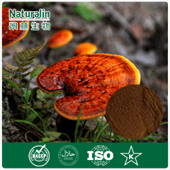  Best  Red Reishi Mushroom extract,40%polysacchrides,herbal extract