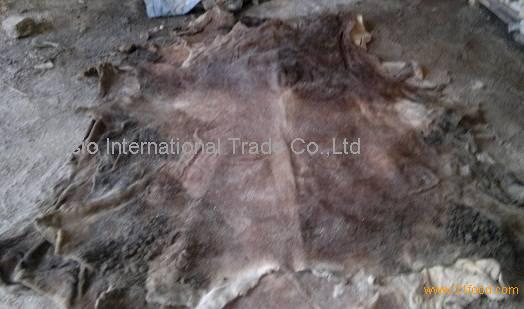 Wet Salted Donkey Hides