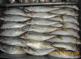 Frozen Pacific Mackerel Fish