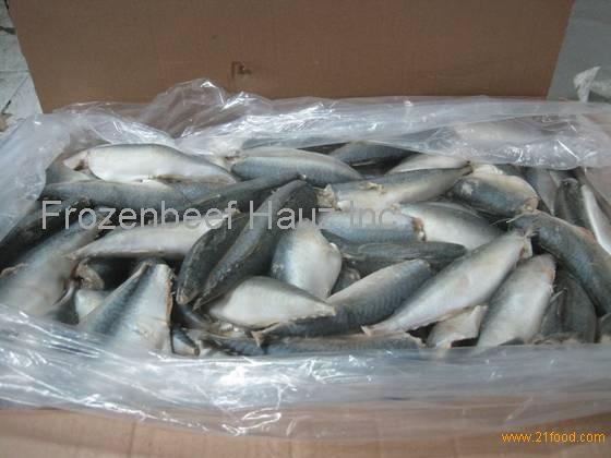 250g-350g New Frozen mackerel fish