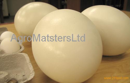 Ostrich Egg
