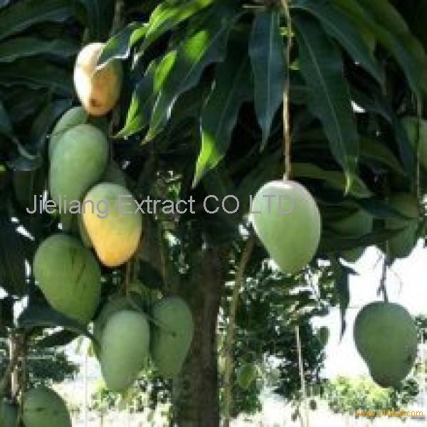 Mango Leaf Extract