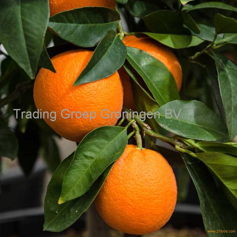 Citrus Fruits, Valencia Orange, Pomelo orange Wholesale Prices ...