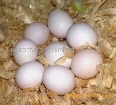 Parrot Eggs For Sale by Laramee parrot eggs, Made in UK