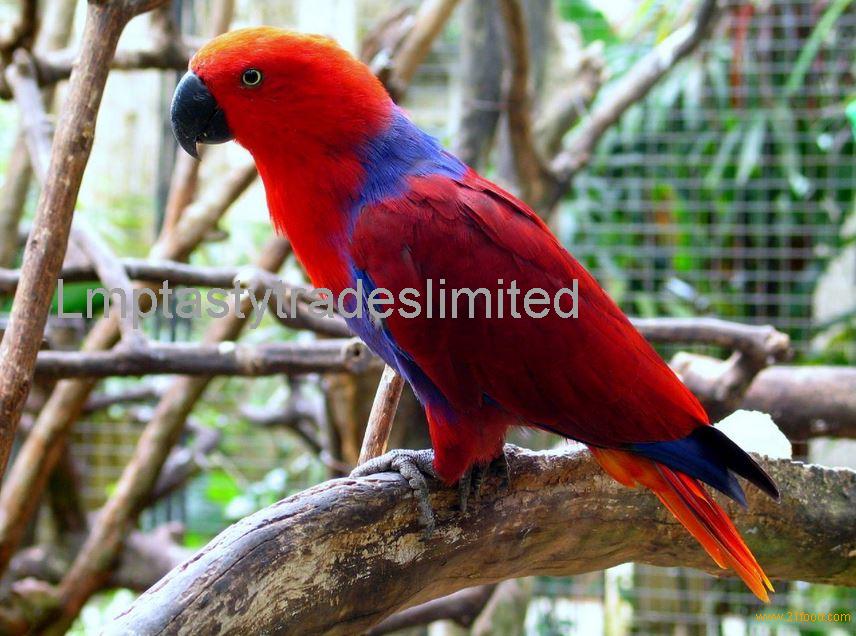 Electus redside island Eclectus parrots and Eggs for sale,United