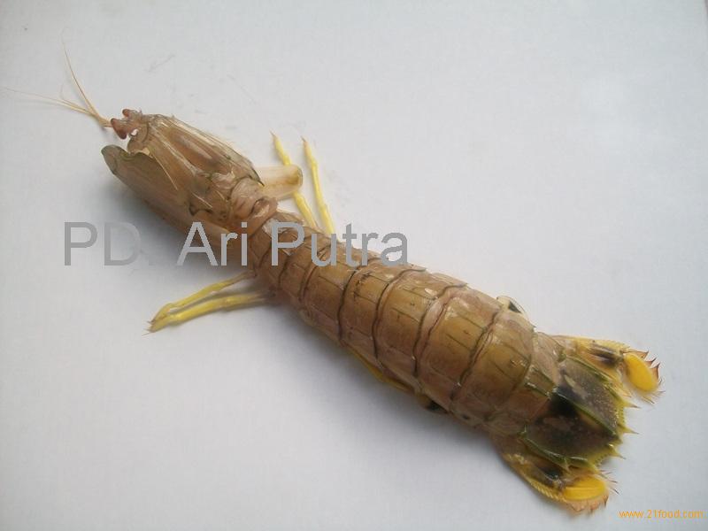 Mantis Shrimp,Indonesia Mantis Shrimp price supplier - 21food