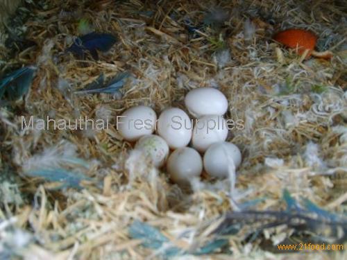 fertile parrot eggs