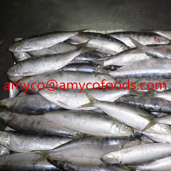 Copy of Frozen Sardines high quality