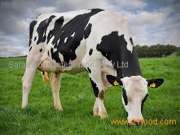 High Quality Halal Frozen/Chilled Beef