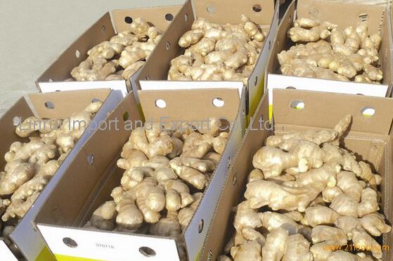 selling fresh ginger with competative price
