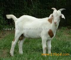High Quality Halal Frozen/Chilled Goat