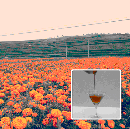 lutein oil suspension