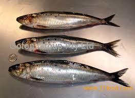 SARDINE FISH