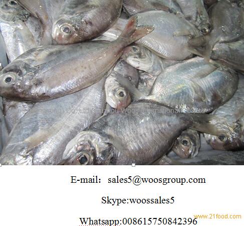 frozen butter fish,China WOOS price supplier - 21food