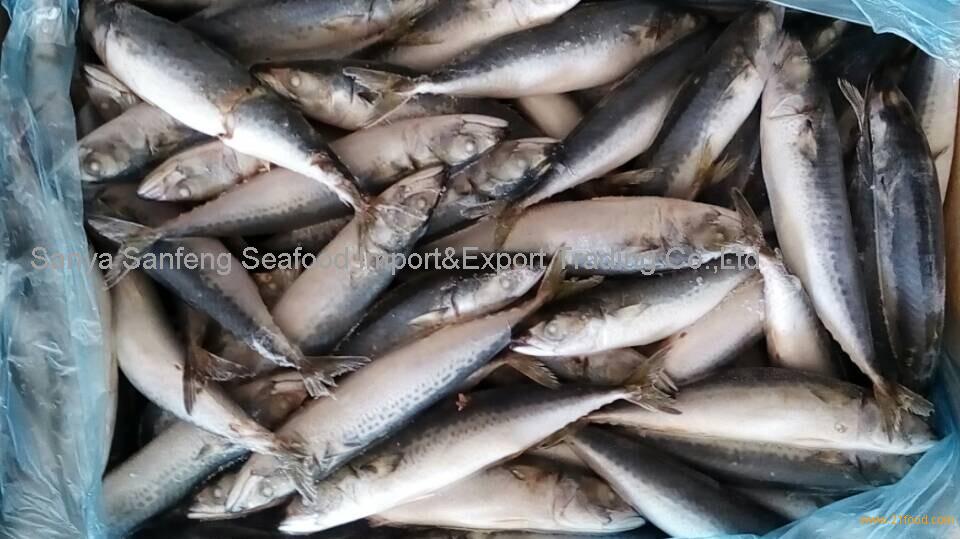 Frozen Pacific Mackerel Fish Whole Round,China SANFENG Price Supplier ...