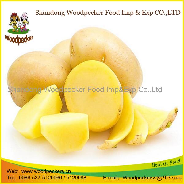 fresh potato importers in dubai,China fresh potato price supplier - 21food