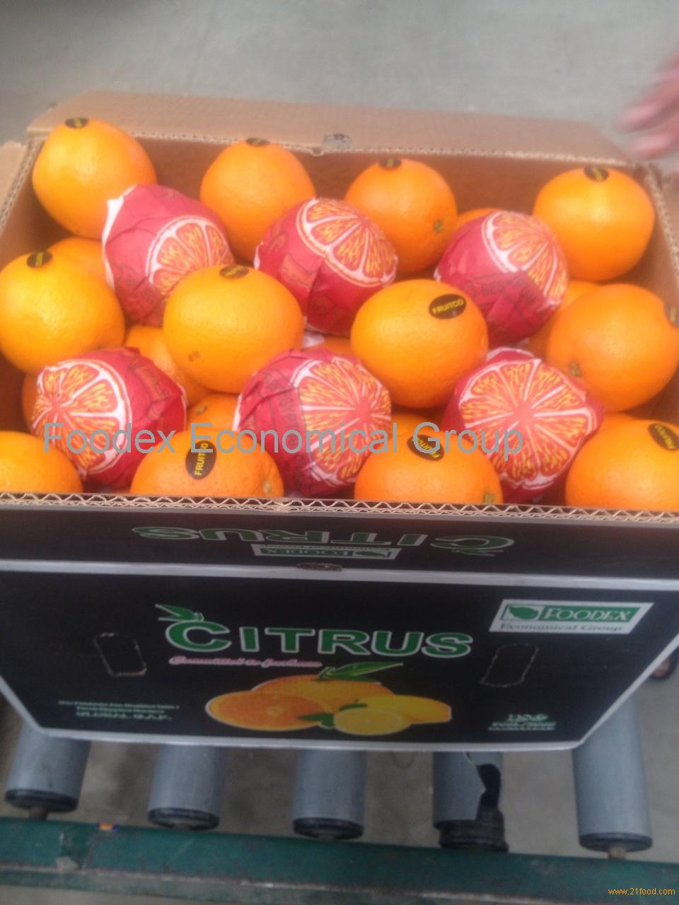 Fresh Egyptian Orange(Valencia- Navel) From Egypt Selling Leads -21food.com