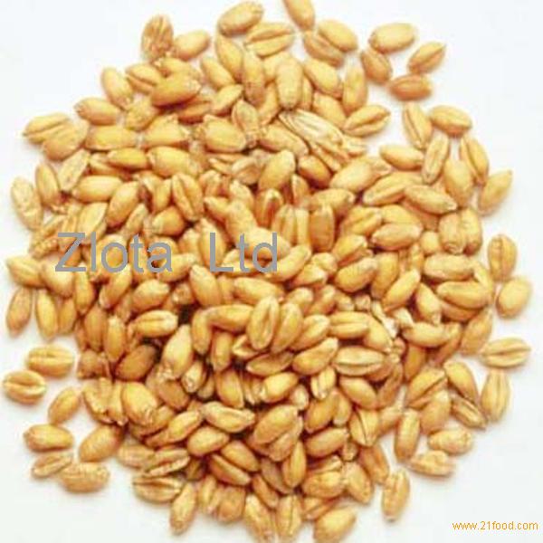 Wheat for human