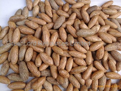 Raphia Hookeri Seed