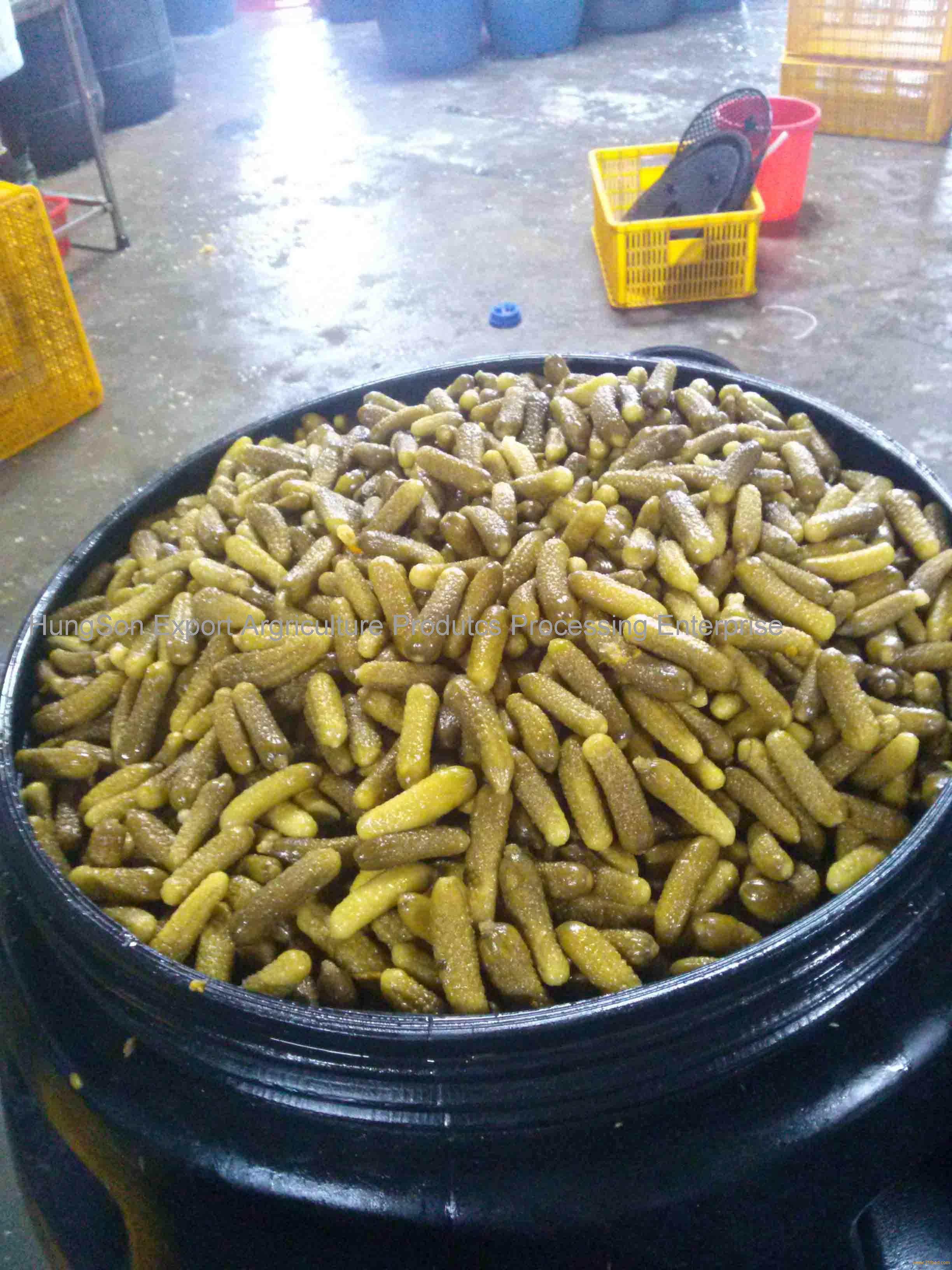 salted-cucumber-in-drum-vietnam-hungson-price-supplier-21food