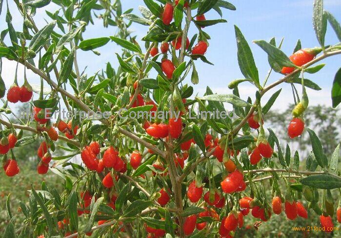 Top quality dried ningxia goji berries export/ red color dried wolfberry 2015