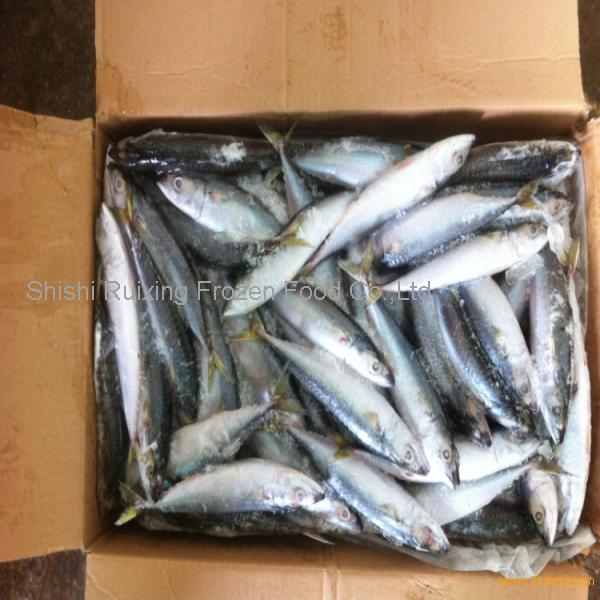 whole round frozen Japanese club mackerel for bait from China  supplier,China Xiangruiyuan price supplier - 21food