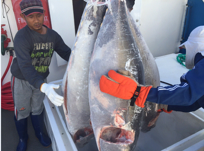A Grade Sashimi  Tuna  ( yellow   fin  and big eye)