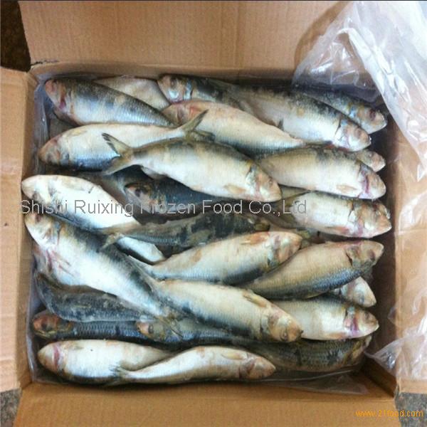 Frozen Bait fish Indian oil sardine(sardinella longiceps),China  Xiangruiyuan price supplier - 21food