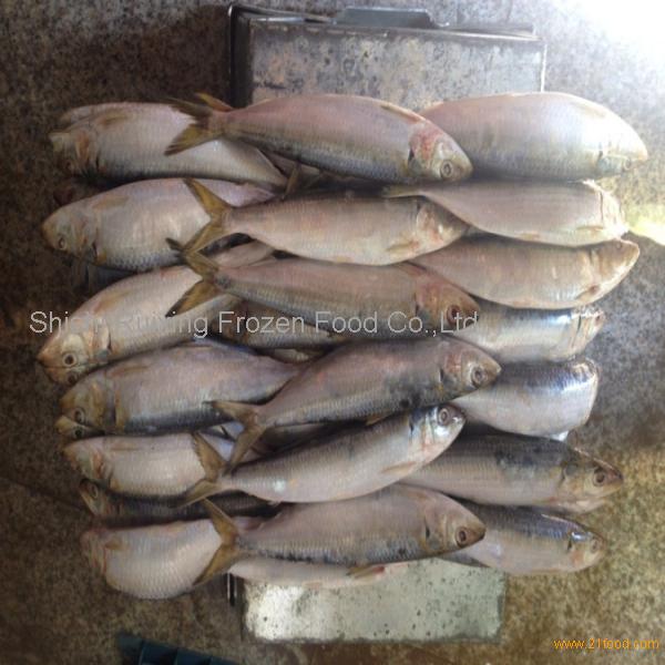 frozen bait fish sardinella fish longiceps wholesale,China Xiangruiyuan  price supplier - 21food
