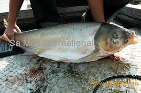 Silver Carp Fish,South Africa Silver Carp Fish price supplier - 21food