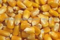 Feed Grade Yellow Corn hg