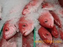 FROZEN RED SNAPPER FISH FROM BRAZIL