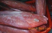 Fresh and Frozen Red Snapper Fish