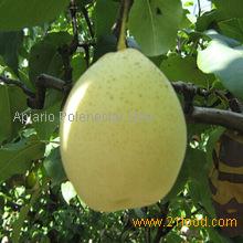 Top Quality Fresh Pear For Sale