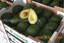 Avocado with the best price and good quality from Brazil