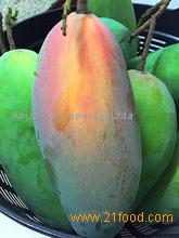FRESH MANGO GOOD QUALITY COMPETITIVE PRICE