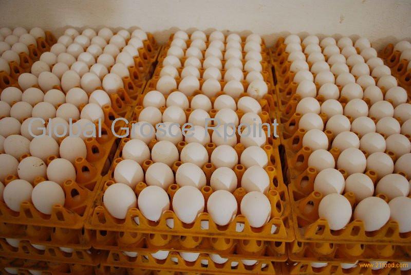 Chicken Broiler Hatching Eggs Cobb 500 And Ross 308 Philippines White