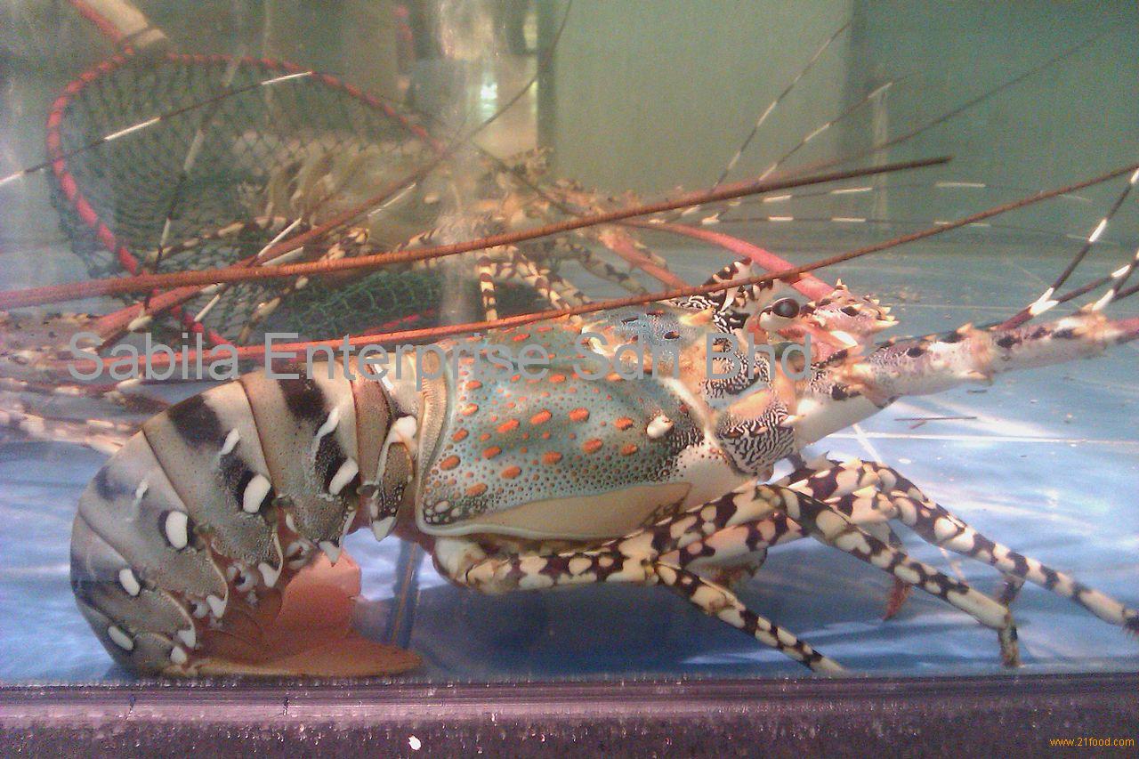 purple lobster price