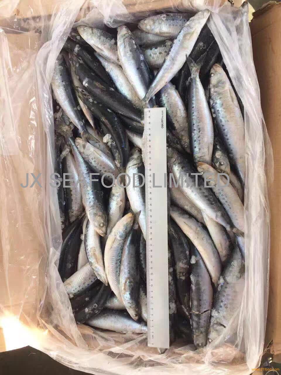 frozen pilchards as bait for fishing,China JX price supplier - 21food